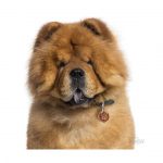 MY FAMILY CHOW CHOW - Imagen 3