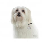 MY FAMILY MALTESE - Imagen 3