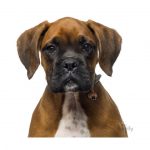 MY FAMILY WHITE AND BROWN BOXER - Imagen 3