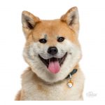 MY FAMILY AKITA INU - Imagen 3