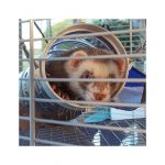 FP JAULA PARA HURON, FURET TOWER GREY, 75x80x161h cm - Imagen 8