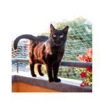 FP RED P/VENTANAS, CAT NET M, 400x300h cm - Imagen 2