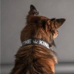 MF COLLAR ROYAL THE KING, GRIS Y NEGRO, 27/35-1,6 cm / SM - Imagen 5