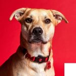 MF MEMOPET COLLAR NYLON ROJO, 44/68-2,8 cm / LG - Imagen 3