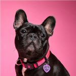MF MEMOPET COLLAR NYLON ROSADO, 26/37-1,6 cm / SM - Imagen 3