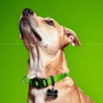 MF MEMOPET COLLAR NYLON VERDE, 26/37-1,6 cm / SM - Imagen 3