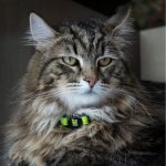 MF MEMOPET COLLAR NYLON VERDE, 20/30-1 cm / GATO - Imagen 4